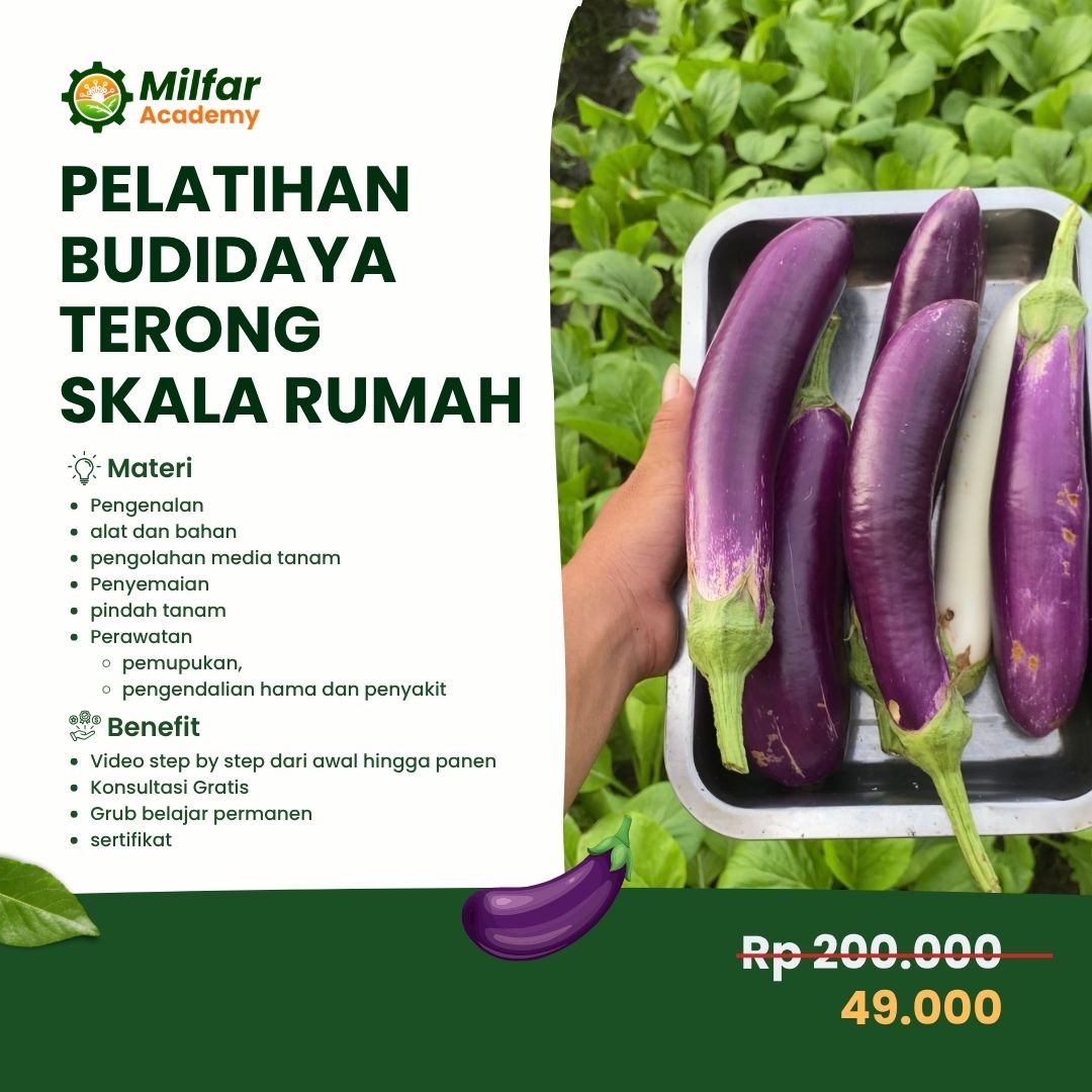 Pelatihan Budidaya Terong